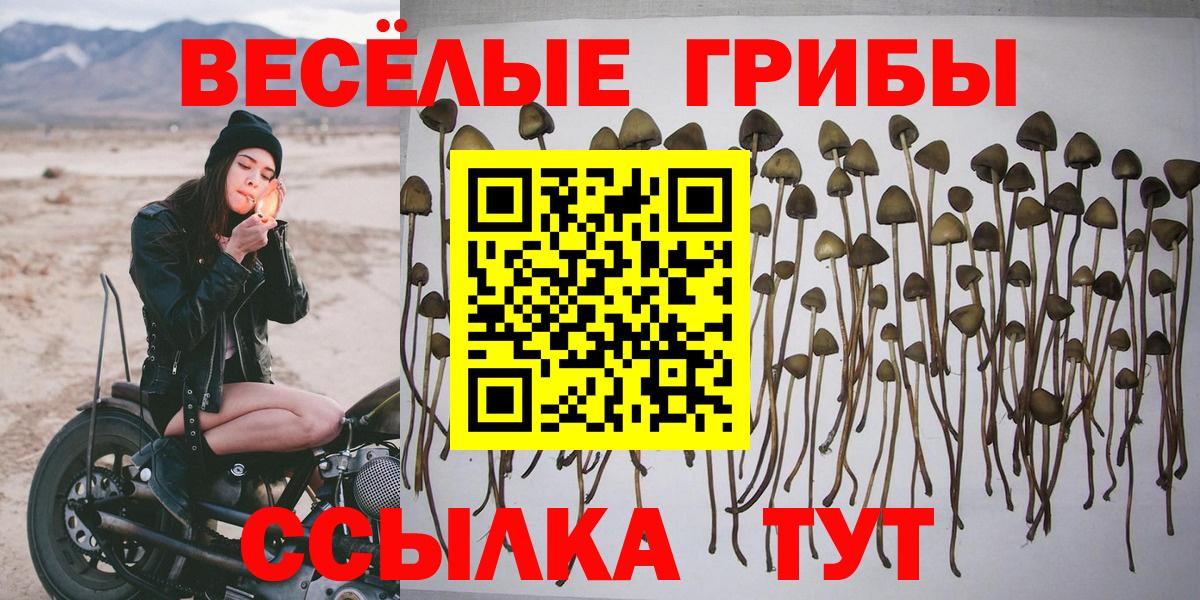 Галлюциногенные грибы Psilocybine cubensis Кострома
