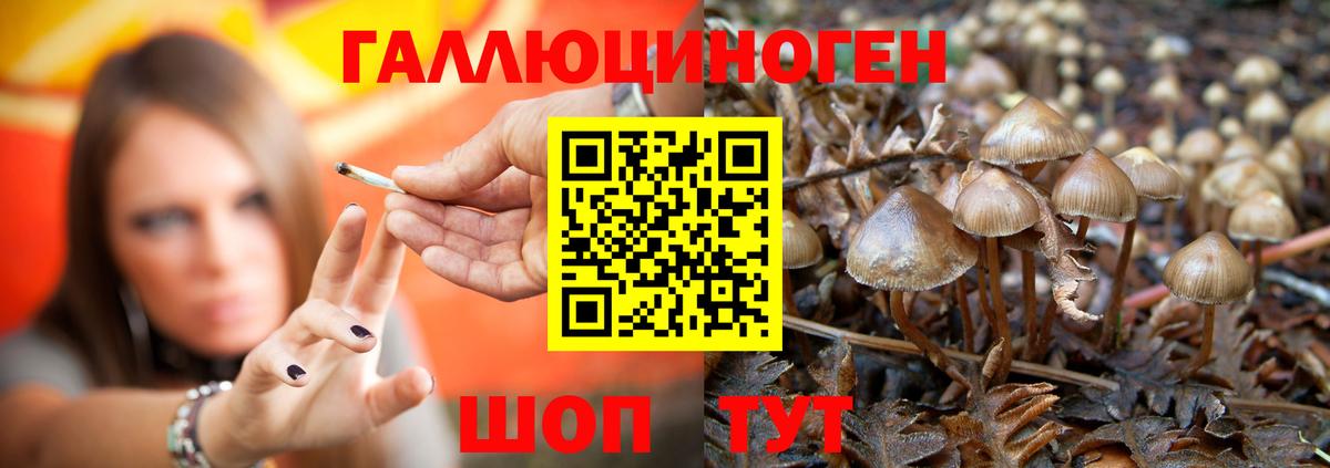 Псилоцибиновые грибы Psilocybe Кострома